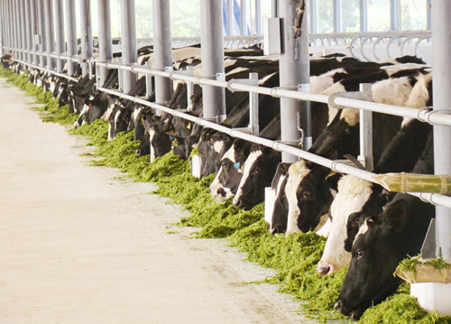 chăn nuôi bò sữa